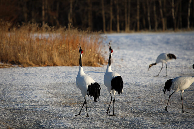 鶴居・伊藤サンクチュアリの雪原で、2羽のタンチョウが空を見上げて一斉に鳴き交わす（デュエットする）瞬間を捉えた写真。