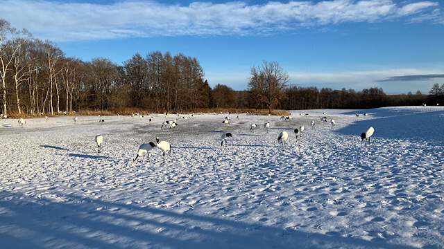 鶴居・伊藤サンクチュアリの広大な雪原と青空、そこに集まる多数のタンチョウの群れ。冬の北海道らしい開放感のある風景写真。