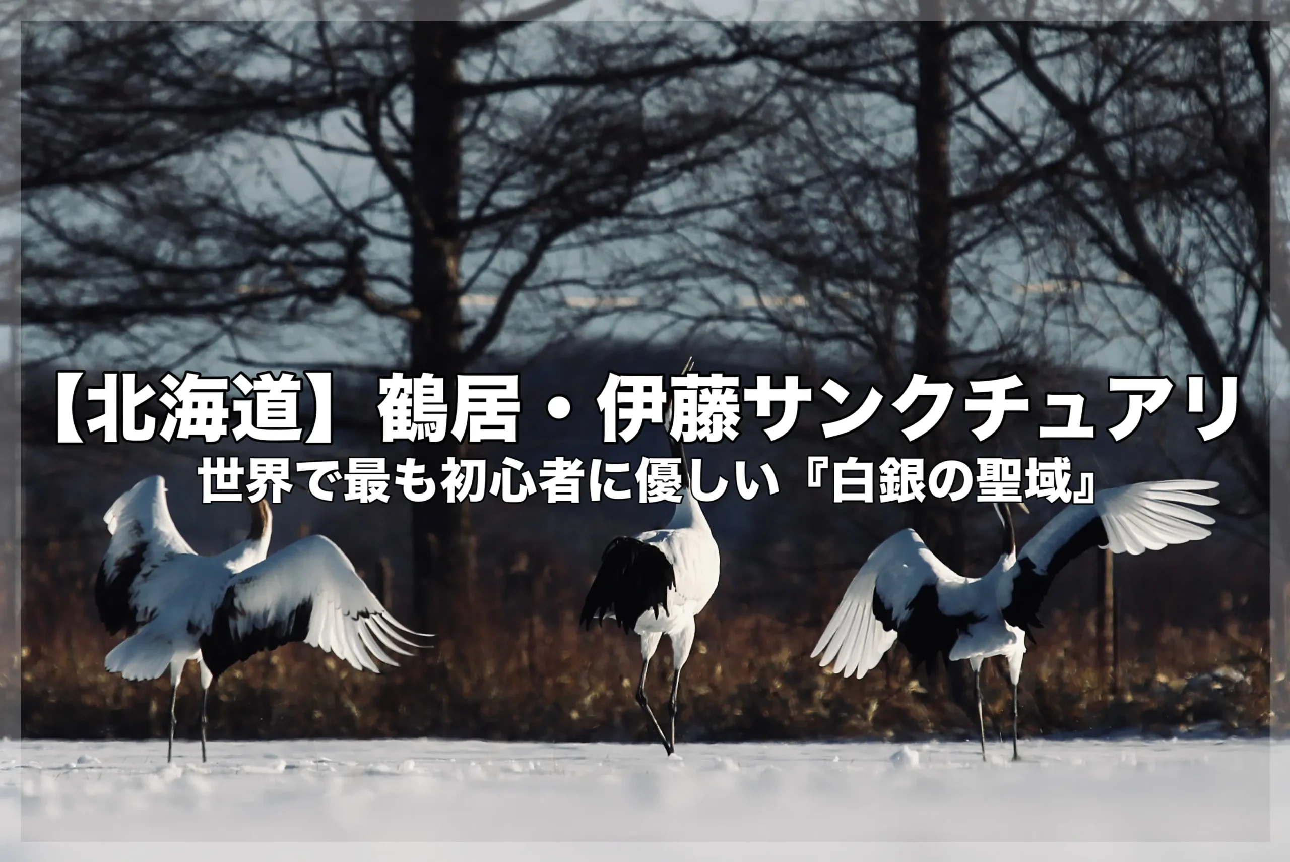 雪原で羽を広げる3羽のタンチョウ。画像内には「【北海道】 鶴居・伊藤サンクチュアリ 世界で最も初心者に優しい『白銀の聖域』」という文字が入ったブログ記事のアイキャッチ画像。