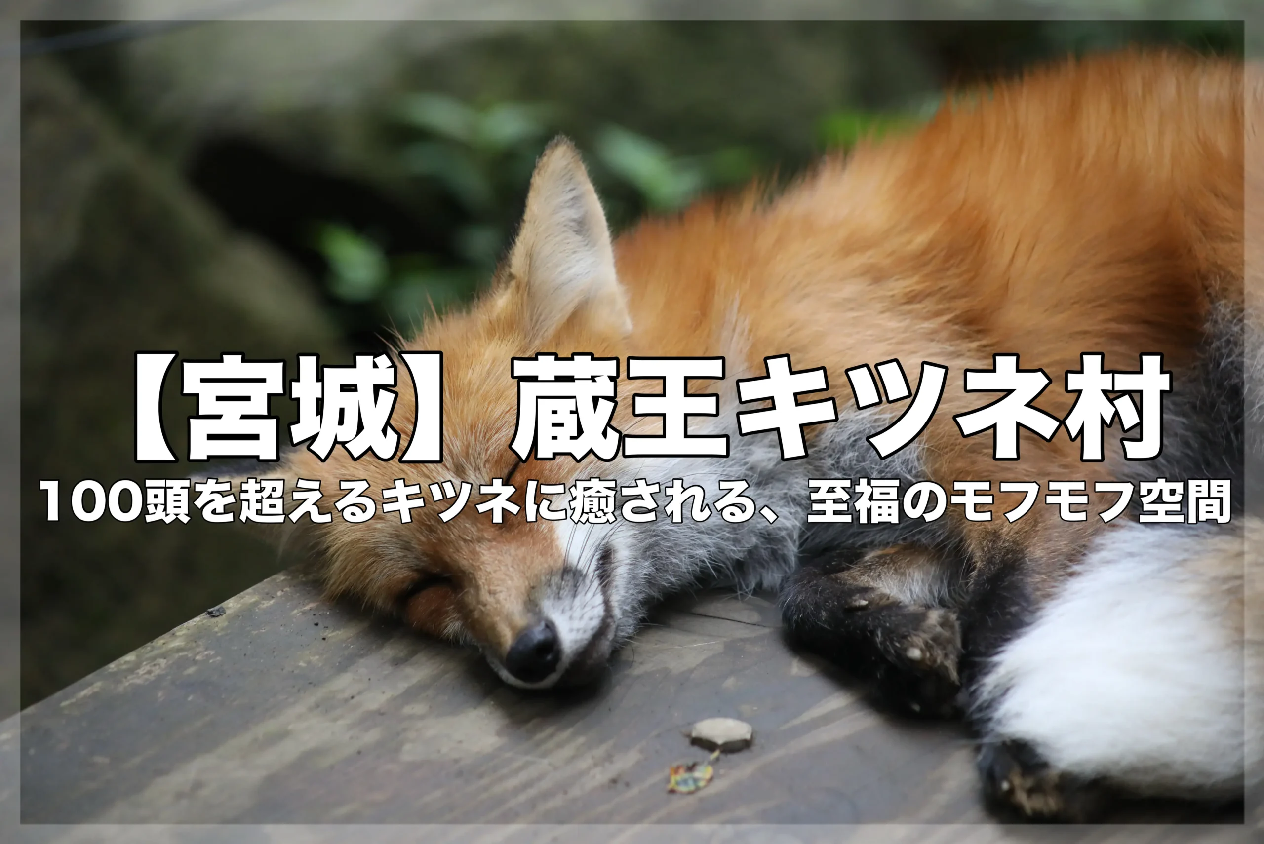 安らかに休むキツネの写真に、タイトル『【宮城】蔵王キツネ村』と副題『100頭を超えるキツネに癒やされる、至福のモフモフ空間』が重ねられたアイキャッチ画像。