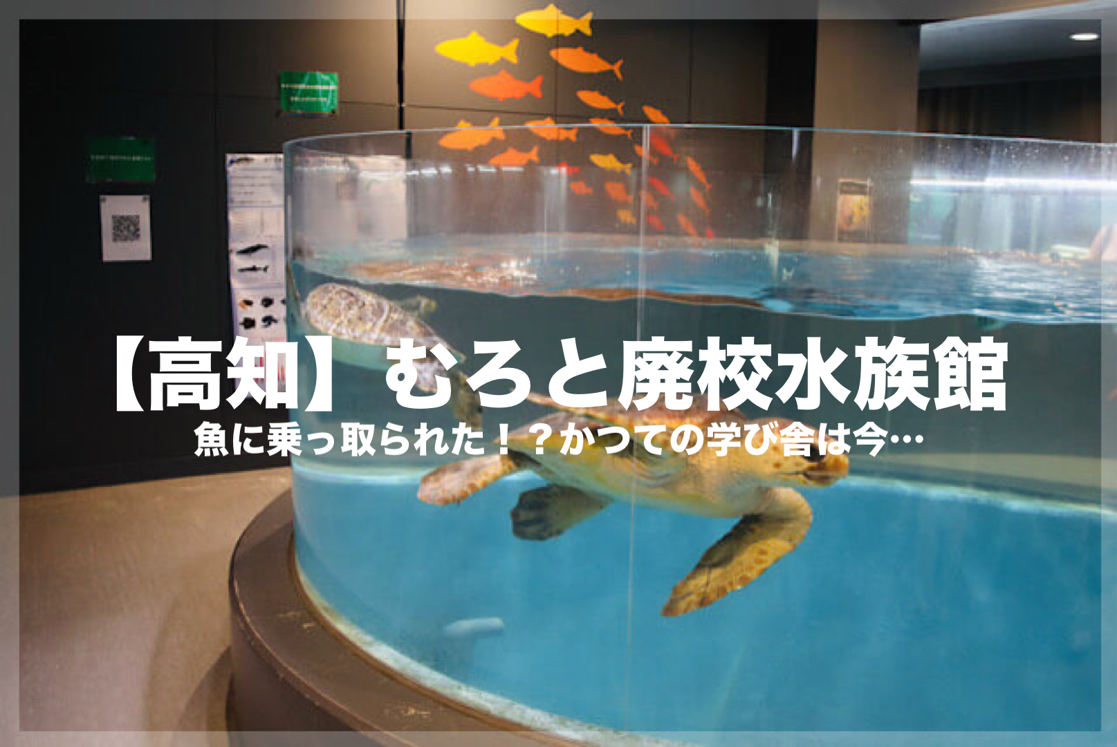 むろと廃校水族館のブログ用アイキャッチ画像。円形水槽で泳ぐウミガメと、壁面に描かれたオレンジ色の魚の群れのシルエットを背景に、『【高知】むろと廃校水族館 魚に乗っ取られた！？かつての学び舎は今…』という白いタイトル文字が中央に配置された画像。