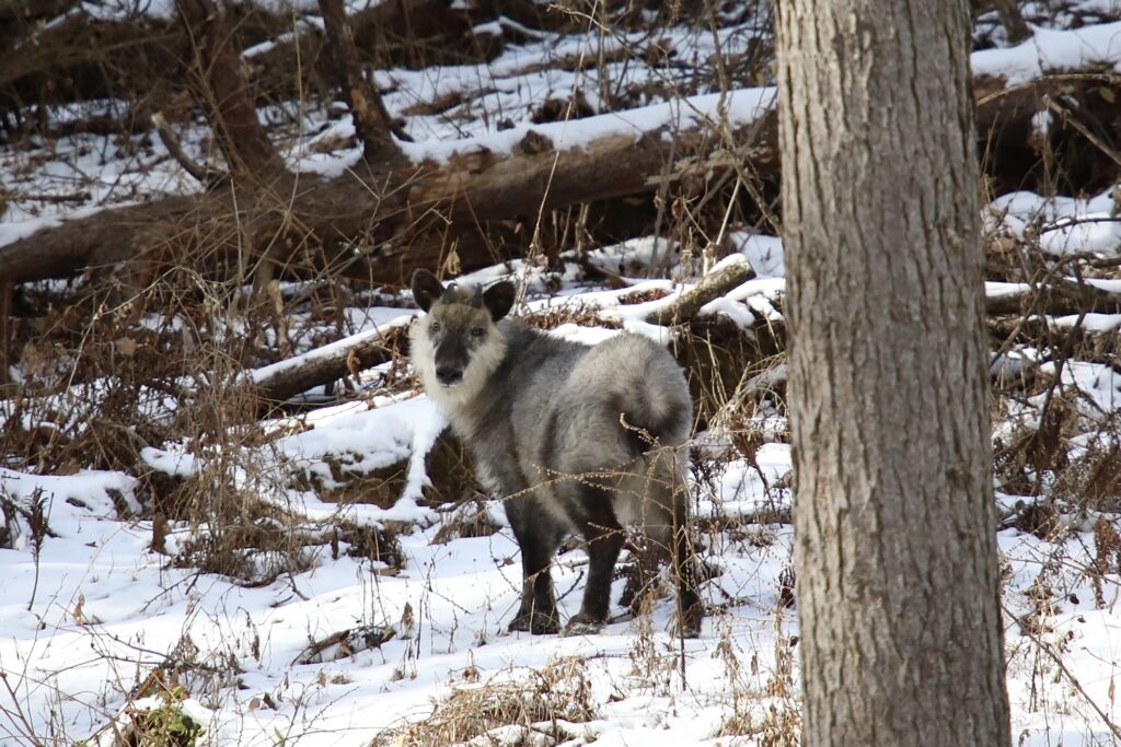 雪が積もる冬の森の中で、こちらをじっと見つめる野生のカモシカの全身。倒木が散乱する背後の景色に溶け込むような灰褐色の毛並みと、鋭い視線が印象的な写真。