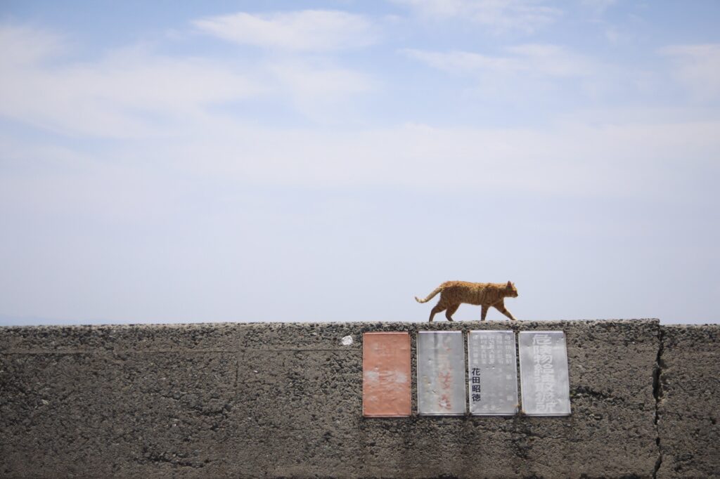 薄い青空を背景に、高いコンクリートの堤防の上を悠々と歩く1匹の茶トラ猫の横顔。堤防の側面には古びた看板がいくつか貼られており、シンプルながらも島の日常を感じさせる開放的な構図。