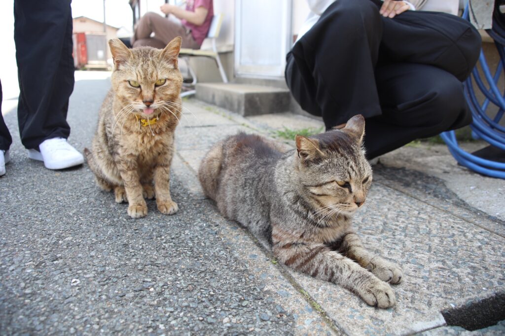 アスファルトの路上でくつろぐ2匹のキジトラ猫。手前の1匹はリラックスして寝そべり、奥の1匹は少し舌を出した表情で座っている。背後には猫を見守る観光客の足元が写っている。
