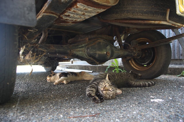 車の下に入り込み、アスファルトの日陰で涼みながらお昼寝をする三毛猫とキジトラ。キジトラが前足を伸ばしてくつろぐ様子。
