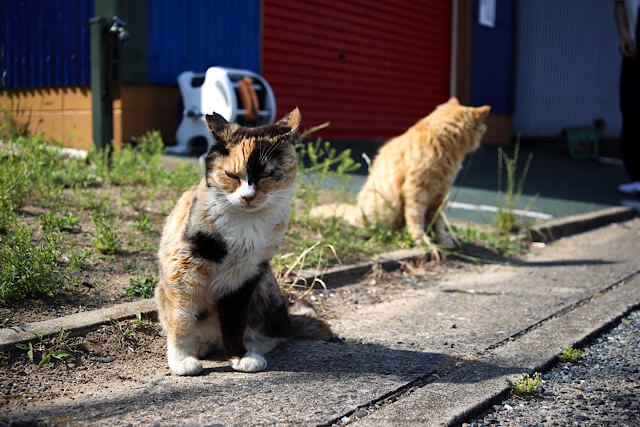 福岡・相島の船着場周辺で、日差しを浴びながら観光客を出迎える三毛猫と茶トラの猫。