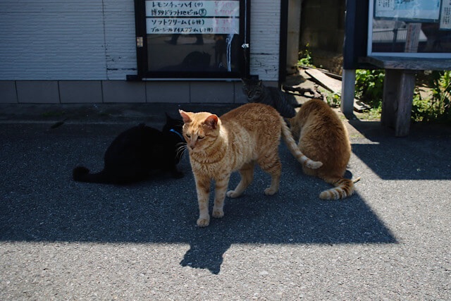相島の集落にある建物の前で、日陰や日向に集まっている茶トラや黒猫たちの群れ。メイン通りのアスファルトの上で猫たちが自由に過ごす様子。