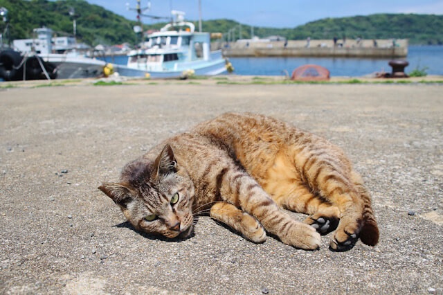 相島の漁港で、背景に停泊する漁船と青い海を背にして、アスファルトの上に堂々と寝そべるキジトラ猫。カメラをじっと見つめるリラックスした表情。