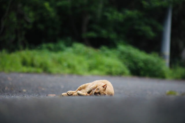 緑豊かな木々を背景に、アスファルトの道の上でゴロンと横たわる1匹の茶トラ猫。こちらをじっと見つめる穏やかな表情と、背景の柔らかなボケ味が、島に流れる静かでゆったりとした時間を象徴している。