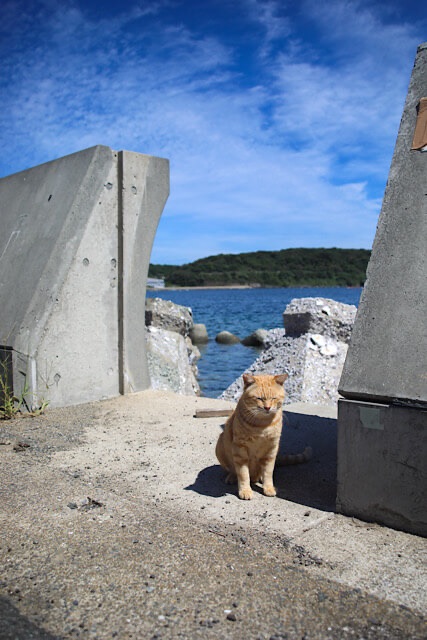相島の海岸沿いで、青い空と海を背景に、日差しを浴びながら目を細めて座る茶トラ猫。コンクリートの防波堤の上で、潮風に吹かれている様子。