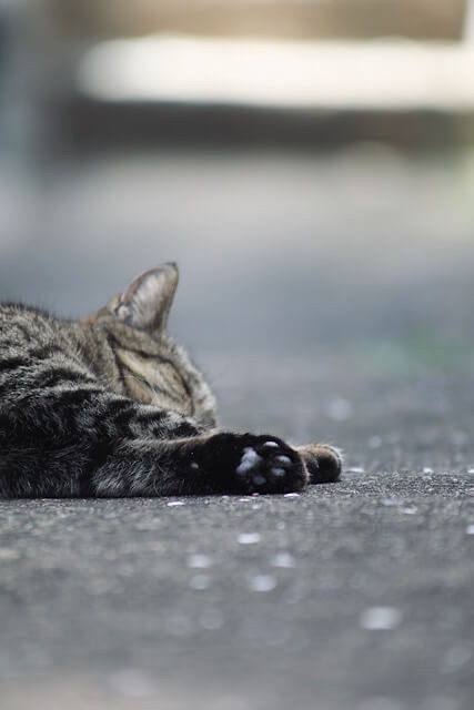 路地裏で、アスファルトの上でお昼寝をするキジトラ猫。手前にはみ出した黒い肉球がアップで写っている、ローアングルからの接写写真。