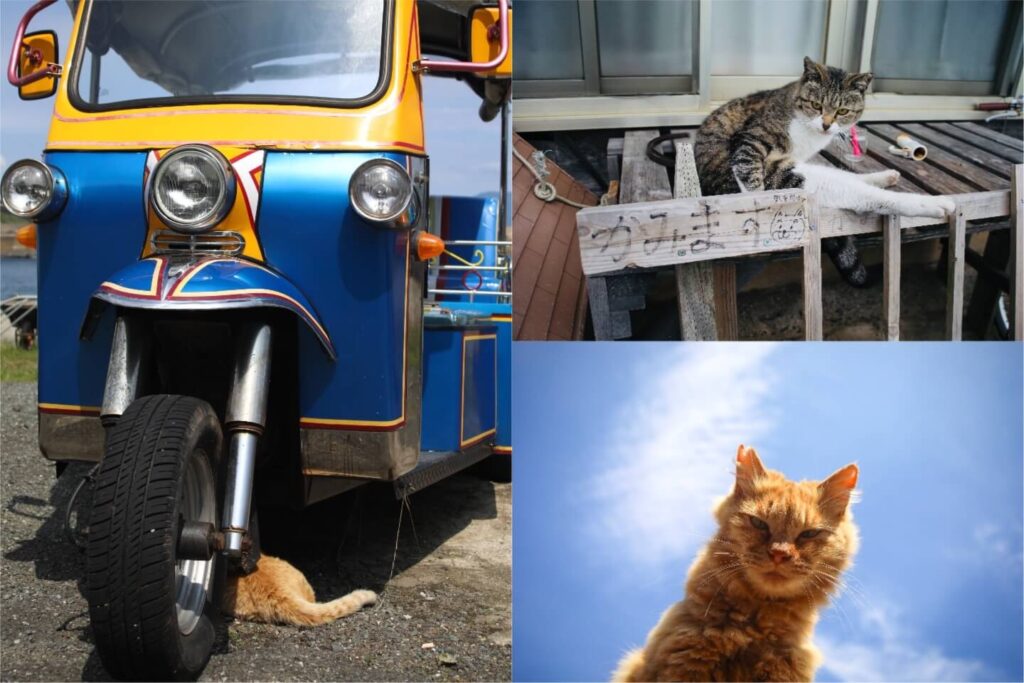 相島の猫たちの日常をまとめた3枚の写真。上段右は「かみます」という看板の横でくつろぐ猫、左は鮮やかな青い三輪車の下に潜り込む猫、下段右は青空を背景に上からカメラを見下ろす茶トラ猫。