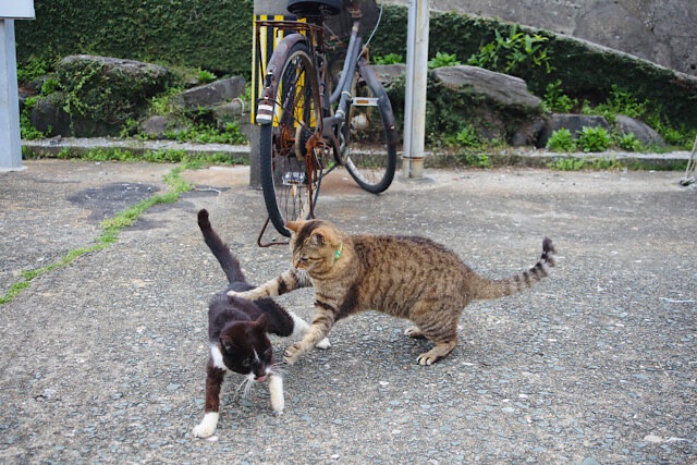 相島の路上で、キジトラの猫が白黒の猫に飛びかかってじゃれ合っている（プロレスごっこをしている）様子。背景には古い自転車や電柱が写っている。