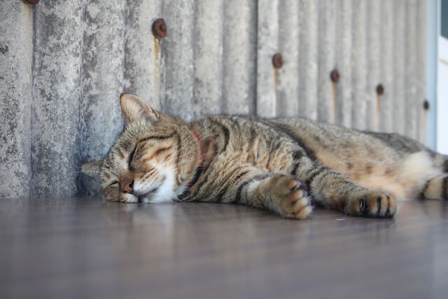 路地裏で、赤い首輪をつけたキジトラ猫が木の台の上でぐっすりとお昼寝をしている様子。背景には島らしいグレーのトタン壁がある。