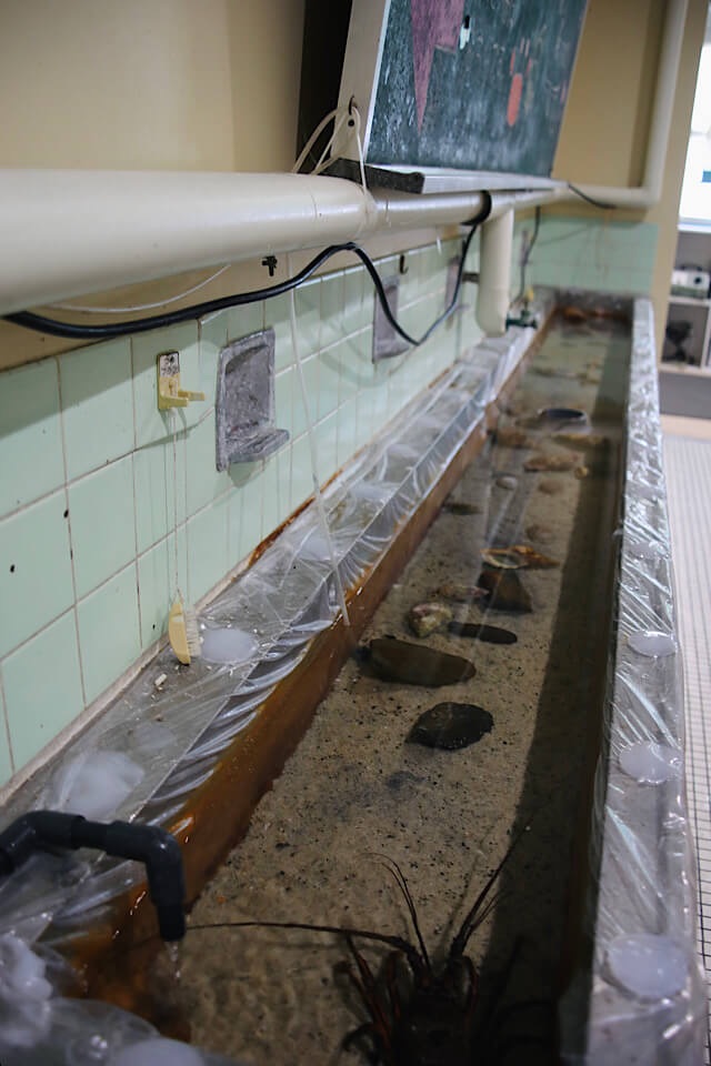 淡い緑色のタイルが懐かしい長い手洗い場を斜めから写した写真。蛇口から透明な水が注がれ、浅く張られた水の中にはナマコや貝、そして手前には大きなエビの姿が見える。