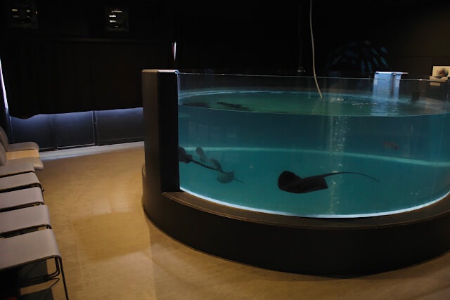 むろと廃校水族館の室内展示。薄暗い部屋の中央に、青白い光を放つ大きな円形の水槽が設置されており、中を数匹のエイが悠々と泳いでいる。水槽の左側には鑑賞用の椅子が壁際に並んでおり、かつての教室を改造した幻想的な空間の様子。