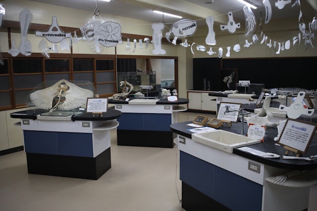 理科室内に展示された、数多くの骨格標本。実験台の上に標本が置かれているだけでなく、天井からも糸で様々な形の骨が吊り下げられており、学校の理科室の雰囲気を活かした幻想的で知的好奇心をそそる展示風景。