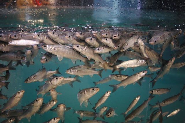 水槽内を泳ぐ、銀色の小魚(ボラなど)の大きな群れ。青く澄んだ水の中を無数の魚が密集して同じ方向に泳ぎ、画面全体が魚の鱗の輝きで埋め尽くされている様子。