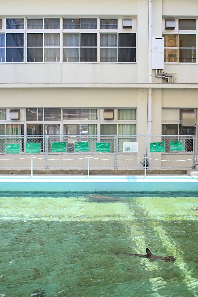 むろと廃校水族館の屋外25mプールで泳ぐシュモクザメ。背景には教室の窓が並ぶ白い校舎が見え、プールのフェンスには魚の解説パネルが貼られている様子。