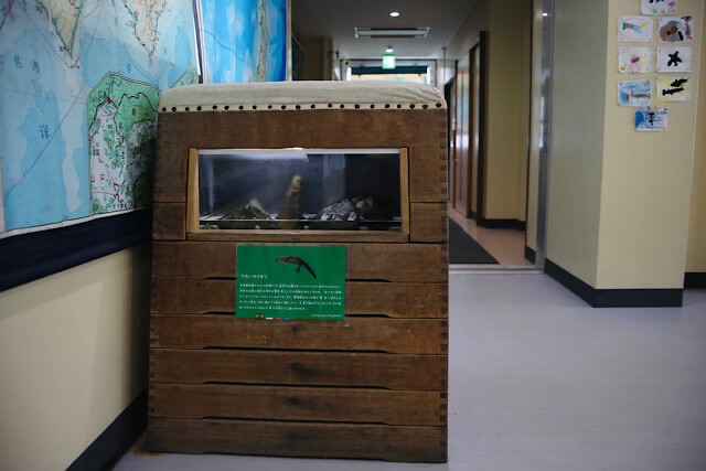 むろと廃校水族館の廊下に置かれた、木製の跳び箱を再利用した水槽の写真。跳び箱の中段がガラス窓になっており、中には岩が組まれ、生き物が展示されている。左側の壁には大きな地図、右側の柱には子供たちが描いた魚の絵が貼られている。