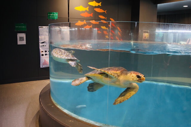かつて教室だった展示室内にある、大きな円柱形の透明水槽。中ではウミガメが気持ちよさそうに泳いでおり、水槽の向こう側には館内の展示スペースが透けて見えている。壁にはカラフルな魚のシルエットが装飾されている。