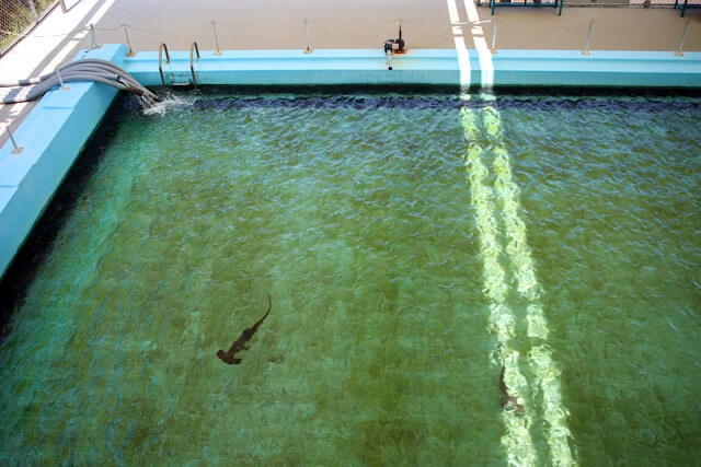 25mプールを上から見下ろした全景写真。太陽の光でキラキラと輝くエメラルドグリーンの水面下に、泳いでいるサメの黒いシルエットがくっきりと写っている。