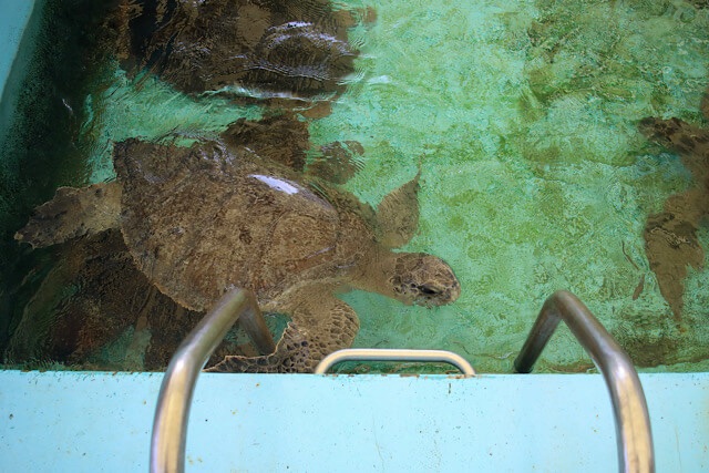 むろと廃校水族館の屋外25mプールで泳ぐ大きなウミガメ。手前にはステンレス製のプールのタラップ(手すり)が写っており、学校のプールをそのまま活用している様子がわかる写真。
