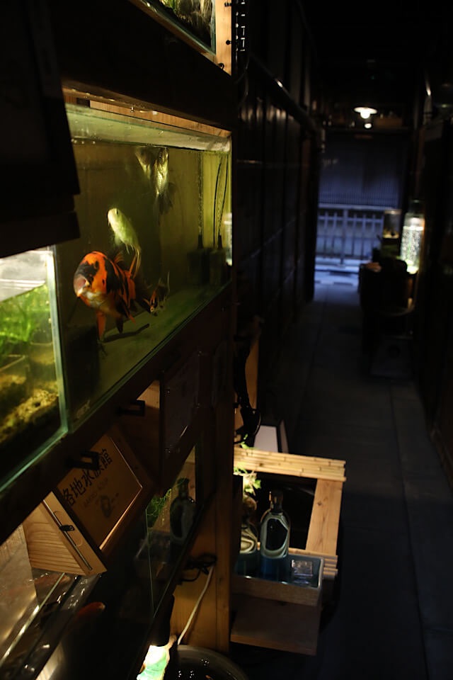 夜の先斗町の暗い路地。木製の棚に置かれた大きな水槽の中で、オレンジと黒の模様をした立派な鯉が正面を向いて泳いでいる。水槽の光が暗い路地を照らし、奥には別の小さな水槽やディスプレイが続いている様子。