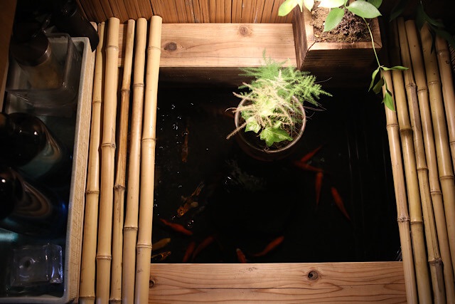 竹の棒で囲まれた四角い水槽を真上から見た様子。暗い水面を赤い金魚が泳ぎ、中央には観葉植物の鉢が配置され、温かい光が全体を包んでいる。