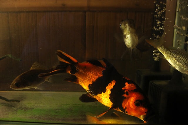 透明度の高いライトアップされた水槽の中を泳ぐ、黒と鮮やかなオレンジの模様が入った大きな鯉のアップ。奥には他の魚や、キラキラと輝く気泡も写っている。
