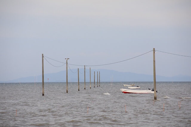潮が満ちた有明海の海中道路。海の中から伸びる電柱の列があり、その一本の頂点にミサゴが止まっている。背景には薄っすらと山影が見え、海面には小さな漁船が浮かんでいる。