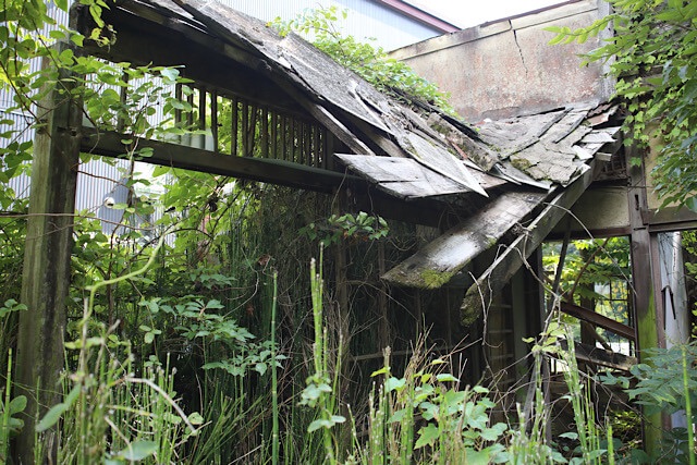 深い緑の草木(シダなど)に覆われ、完全に崩壊しつつある旧仁堀郵便局の木造建物。折れた大きな木の梁が、崩れかけた屋根の破片や瓦をかろうじて支えており、壁は大きく歪み、亀裂が入っている。建物の深刻な老朽化と危険な状態が鮮明。