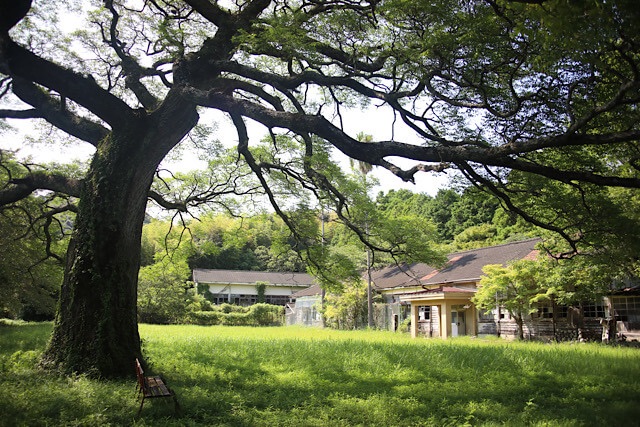 旧芳ノ沢小学校の緑豊かな校庭に立つ、巨大な栴檀の木。左側に太い幹があり、枝葉が広範囲を覆っている。木の根元には古びた赤いベンチが1台。奥には廃校となった老朽化した木造校舎が伫んでいる。
