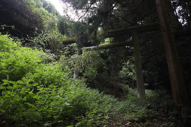 うっそうとした森の中、生い茂る緑豊かな下草と杉の木々に囲まれて、苔むした古い石鳥居が静かに立っている。