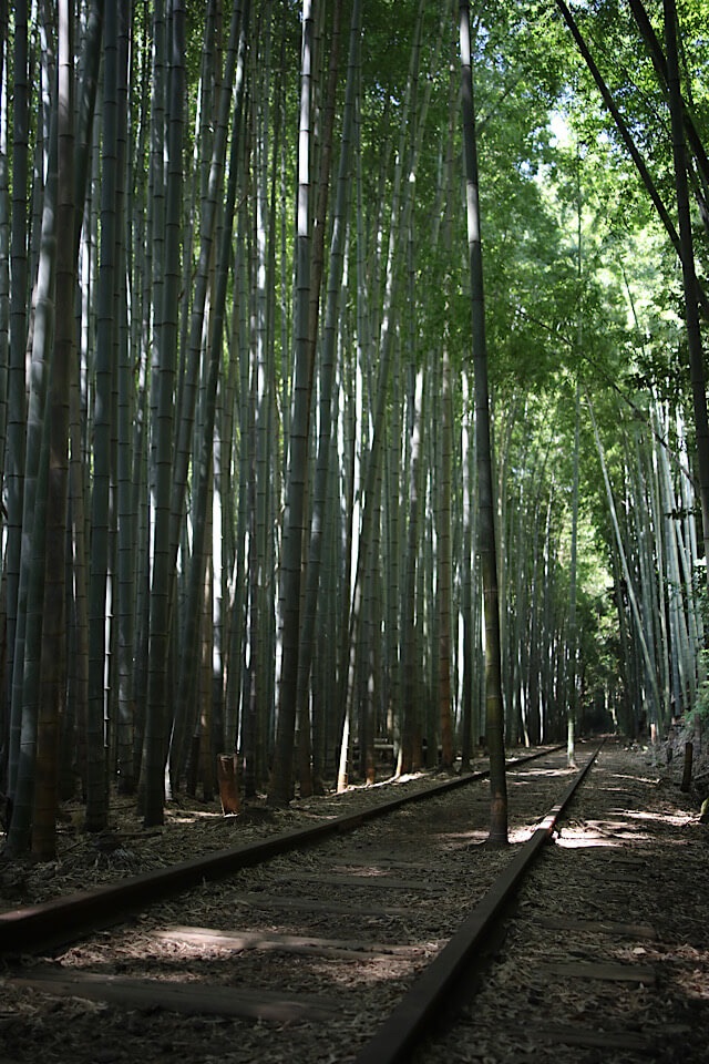 見上げるほど高く伸びる無数の竹に囲まれた、旧国鉄倉吉線の廃線跡。2本のレールのちょうど真ん中から竹が突き抜けて真っ直ぐに成長しており、木漏れ日が竹林と鉄路を幻想的に照らしている風景。