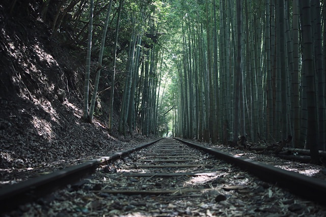 地面に近い低い視点から撮影された、鬱蒼とした竹林の中を一直線に伸びる旧国鉄倉吉線の廃線跡。左右に高くそびえる竹がトンネルのようなシンメトリーを作り出し、遠くの線路の先に柔らかな光が差し込んでいる幻想的な風景。