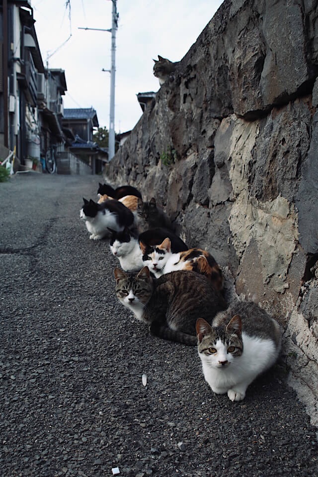 見島の路地裏で、古い石垣のそばに一列に並んで座る様々な毛色の島猫たち。島民の暮らしに溶け込んだ、自然体でリラックスした様子。