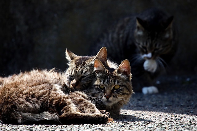 日向で体を寄せ合って眠る、山口県見島のキジトラの島猫たち。