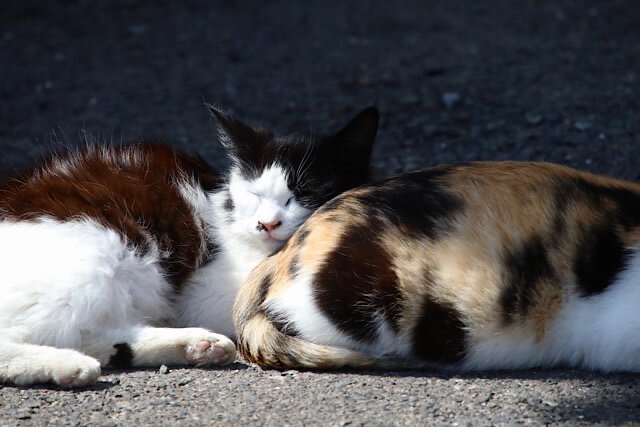 日向ぼっこをする2匹の猫。左の白黒猫は目を閉じて眠っており、右の三毛猫の体にもたれかかっている。