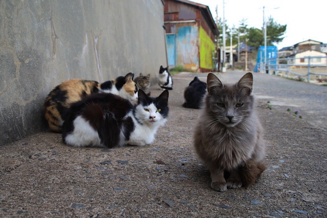 屋外のコンクリート地面に座る猫のグループ。手前に灰色の毛が長い猫が1匹おり、その後に三毛猫、黒白猫、黒猫などが座っている。背景には古い漁村の建物が見える。