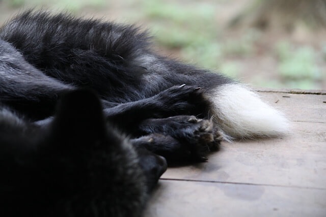蔵王キツネ村で、木製の台の上に横たわる黒キツネのフサフサした後ろ姿。折りたたまれた黒い足には鋭い爪が見え、背中から伸びる尻尾の大部分は黒く、先端だけが白い。背景はぼやけた緑。