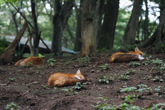 林の中の地面で、それぞれ丸くなって眠っている3頭の放し飼いのキツネ。