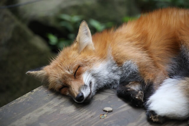 蔵王キツネ村の木製の台の上で、丸まって安らかに眠る、ふかふかした毛並みのキツネ。