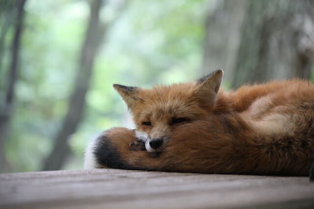木製の台の上で丸くなって眠るキツネの接写写真。キツネはフカフカで先が黒い自分の尻尾に寄りかかり、小さな耳を立て、心地よさそうに顔を置いている。緑の木々と柔らかな日光が差し込む森林の背景が、動物を優しく囲んでいる。