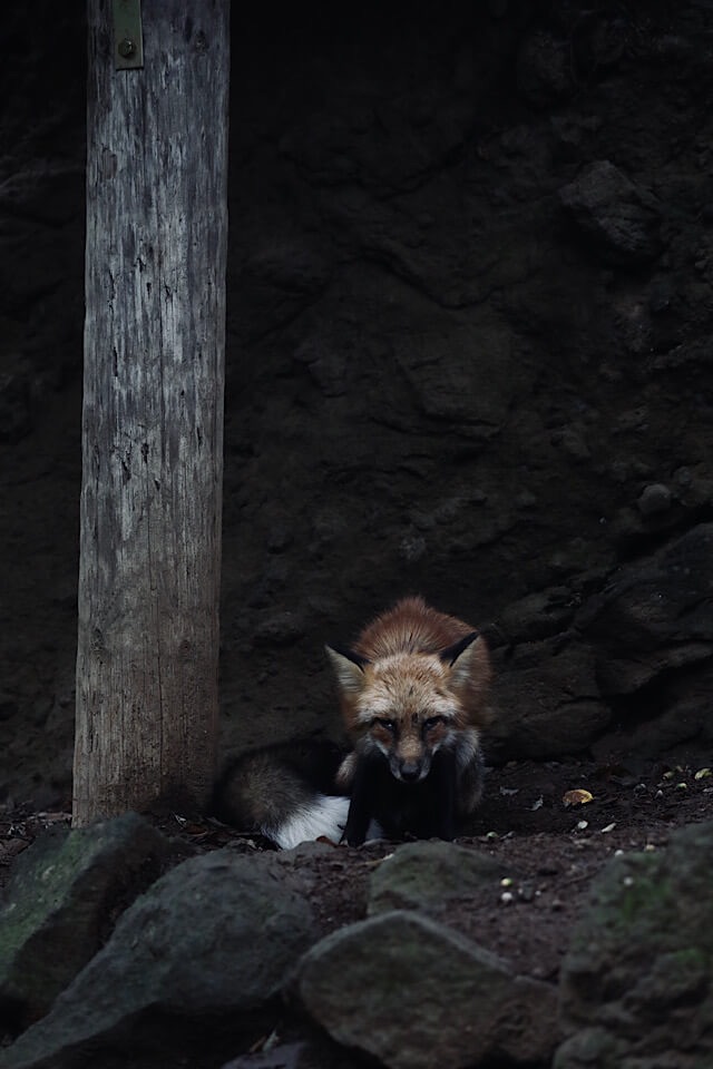 蔵王キツネ村の薄暗い岩肌を背景に、木の柱の横でこちらをじっと見つめる、赤茶色と黒の毛並みをしたキツネの姿。