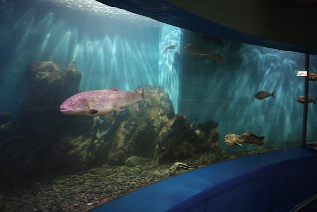 水槽内を悠然と泳ぐ大きなイトウと、その周りの岩陰や水底にオオカミウオなどの海水魚が佇む、ノシャップ寒流水族館の大回遊水槽。