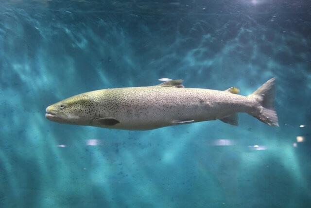 青く透き通った水槽の中を、横向きに悠然と泳ぐ大きな日本最大の淡水魚イトウ。