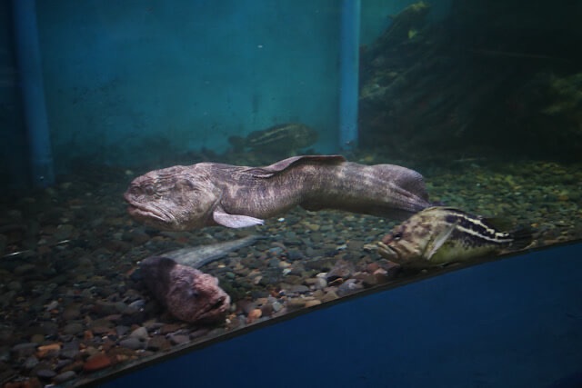 水槽の底付近で、いかつい顔つきと迫力ある大きな体をくねらせて泳ぐオオカミウオ。