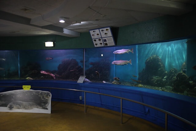 大回遊水槽の全景と、水槽内の中央で並んで泳ぐ2匹のイトウ、周囲の岩場や水底に点在するソイやオオカミウオなどの北方系海水魚。