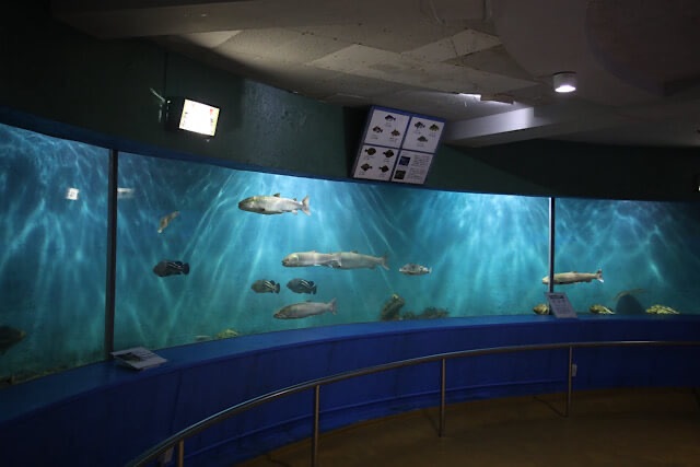 薄暗い館内で青く輝く巨大な回遊水槽と、その中を複数匹のイトウや海水魚が泳ぐノシャップ寒流水族館の大回遊水槽全景。